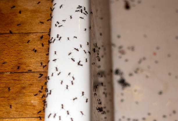 Insect Control in Haines City, FL