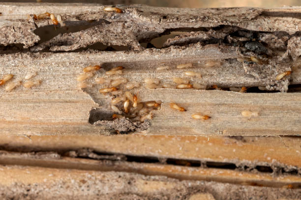 Best Residential Pest Control  in Haines City, FL